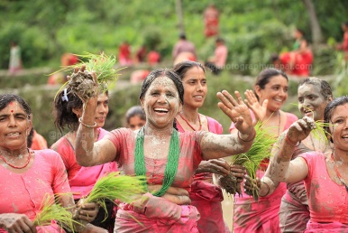 woman in traditional attire sing and dance as she plant rice seedlings while celebrating National Paddy Day, also called Asar Pandra festival